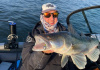 Автоматический ротатор PROBAITS PB от прозводителя PROBAITS