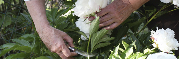 Нож садовый Opinel №10, нержавеющая сталь, с изогнутым лезвием, блистер, 000657 000657 от прозводителя Opinel